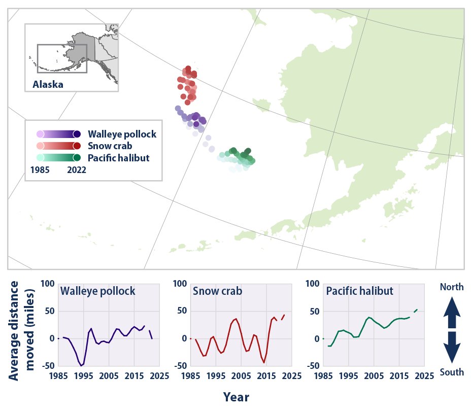 Map and line graphs showing the average location of three fish and shellfish species in the eastern Bering Sea from 1982 to 2022.