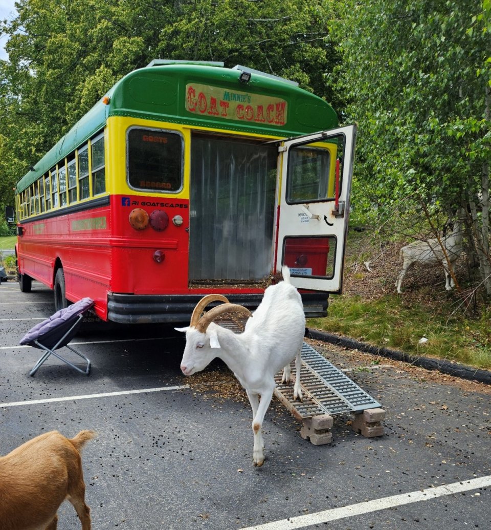 A white goat exiting the "goatmobile," which is a colorful, converted school bus.