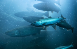 A close-up view of salmon migrating under water.