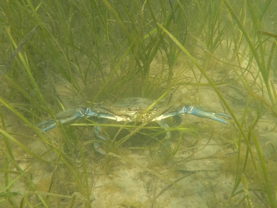 A blue crab in an eelgrass meadow. Many key recreational and commercial fishery species rely on eelgrass meadows for habitat.