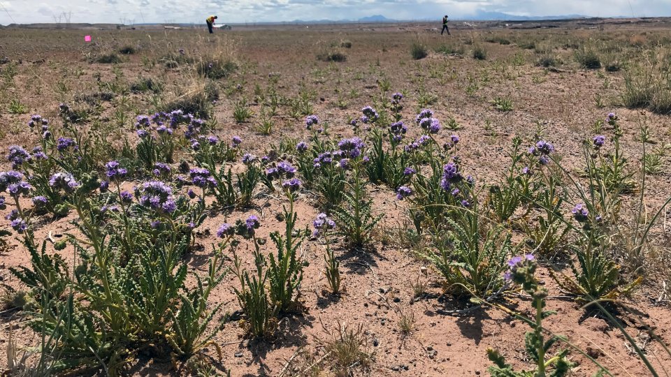 April 2019 Contracting team flags perimeters of mine sites for Jack Daniels No 1 4 and 5 Desert wildflowers