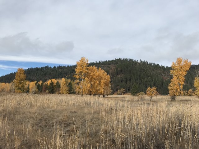 A landscape with yellow trees (mostly Aspens) and some yellow pines in the distance (Western Larches).