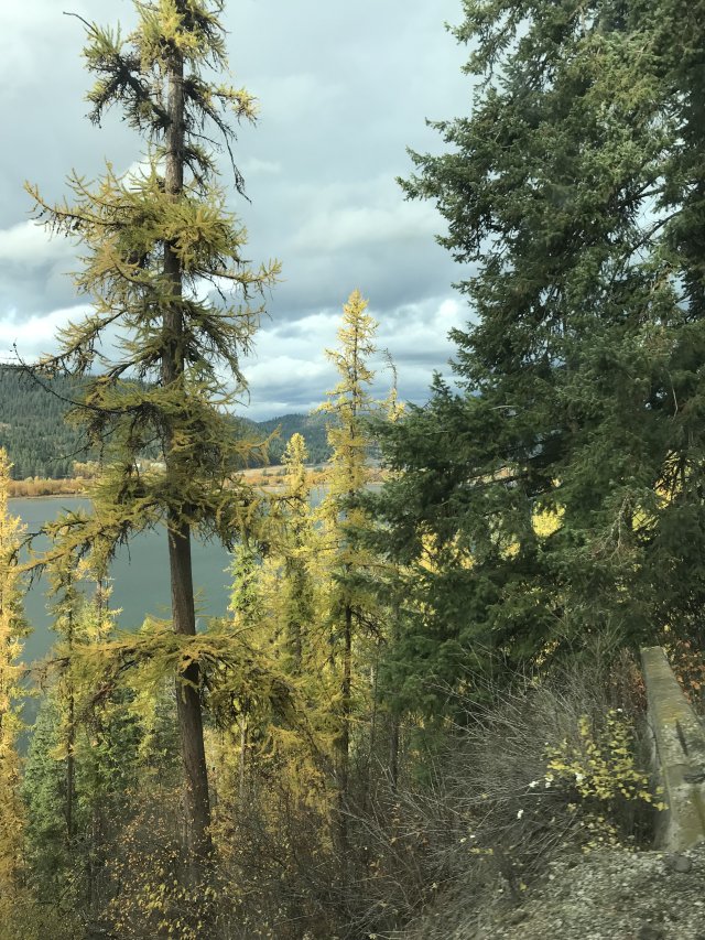 Western Larches in the foreground with a water basin and mountains in the background.