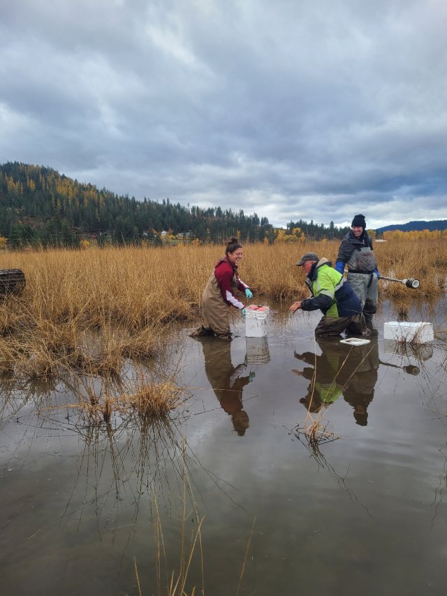 EPA researcher Amy Rice, Idaho Fish and Wildlife’s Steve Sluka, and EPA researcher Matt Noerpel are in a marsh near a river taking samples using core tubes.