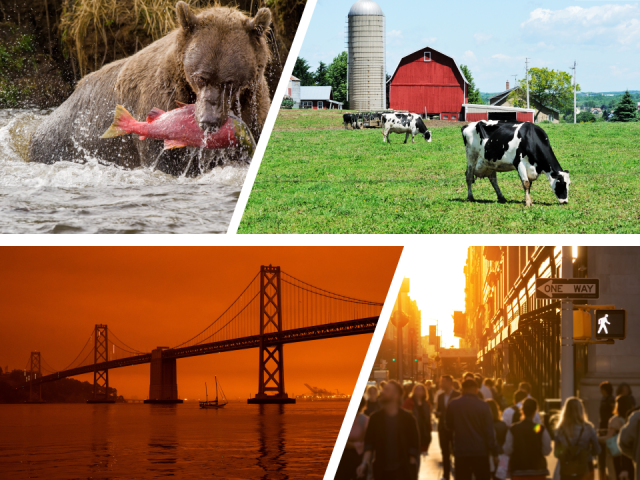 composite image of a grizzly bear, cow on a farm, suspension bridge, and busy sidewalk.