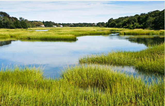 A HEALTHY NEW ENGLAND SALT MARSH AT HIGH TIDE 