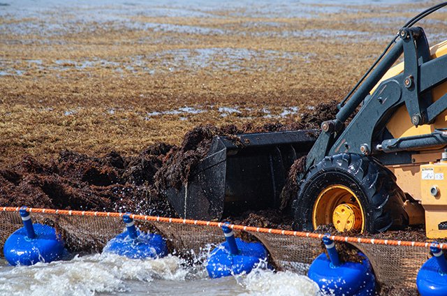 sargassum bulldozer cleanup