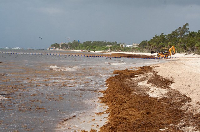 sargassum with truck