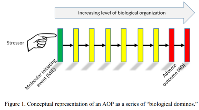 Conceptual representation of an AOP as a series of "biological dominos." A hand labeled as "stressor" is shown pushing the first in a series of dominos, labeled "Molecular initiating event (MIE)." These dominoes lead to the final one, labeled "Adverse Outcome (AO)"