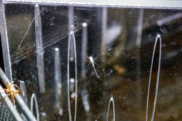 A mayfly inside the ESF high bay.