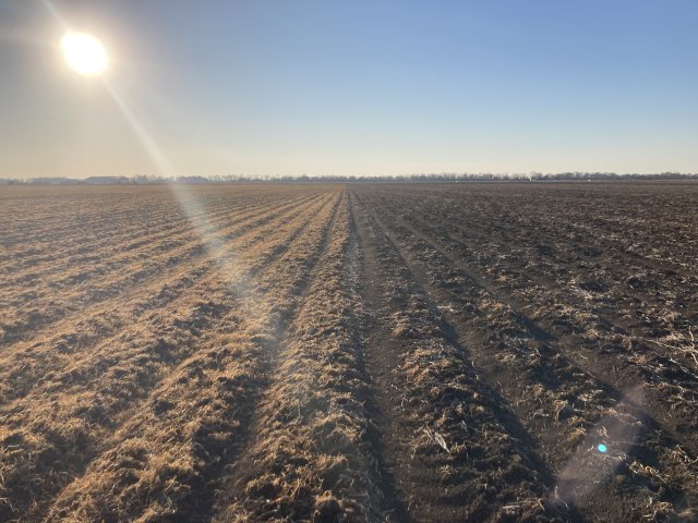 field planted with cover crops