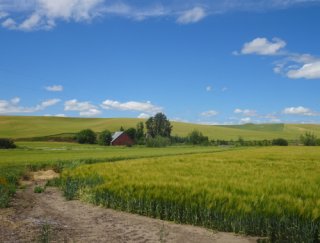 A large flat field of grasses with a barn seen in the background.