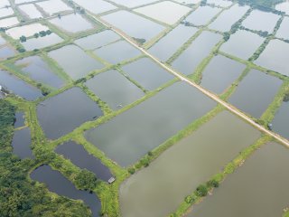 Fish hatchery