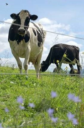 cows behind fence