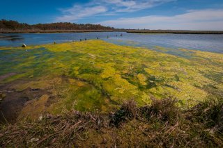  Algae in pond