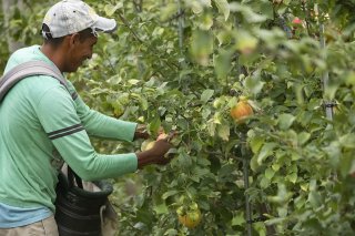 Harvesting apples