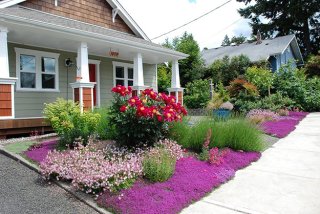 Yard with native plants.