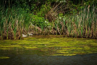 Harmful algal bloom in a pond near the bank