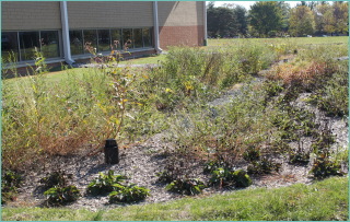 A small slope with landscaping