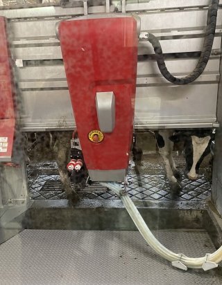 The robotic milking machines at Baker’s Golden Dairy