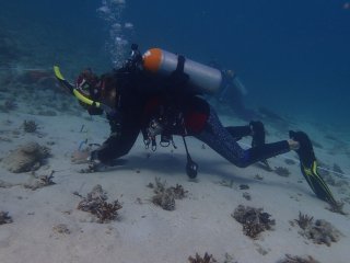 A diver closely examines small transplanted corals on the sea bed.