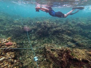 A snorkeler points an underwater camera at transect lines on a section of coral reef.