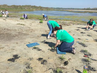 A group of volunteers planting new marsh vegetation after placement of sediment.