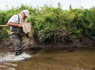 A biologist sampling stream macroinvertebrates with a net.