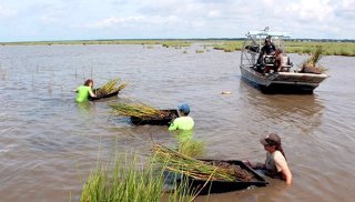 Marsh Restoration at Grand Bayou Indian Village.