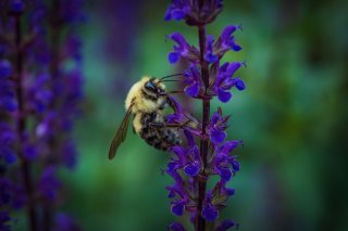 Fuzzy bumblebee visits a purple flower