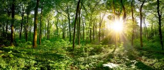 image of a green forest at sunset with the sun peaking through the trees