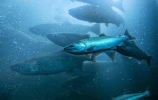 underwater picture of fish swimming in water