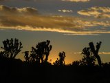 Joshua trees in Mojave National Preserve