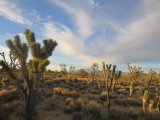 Joshua Trees