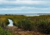 Saltwater marsh in Maryland