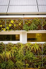 Image of an exterior school wall covered in foliage as part of green infrastructure